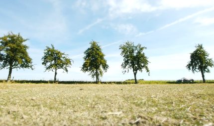 Feld mit Bäumen im Sommer und ein Auto